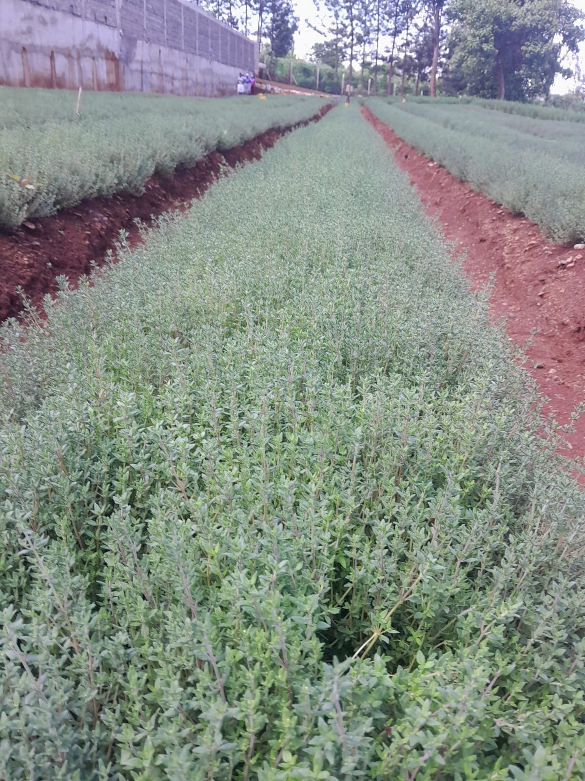 463FF8FD-0249-491E-9E24-431B49505D89