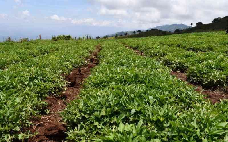 Sweet Potatoes 2 C41CBC83-2C15-47D6-A509-92060F77F175