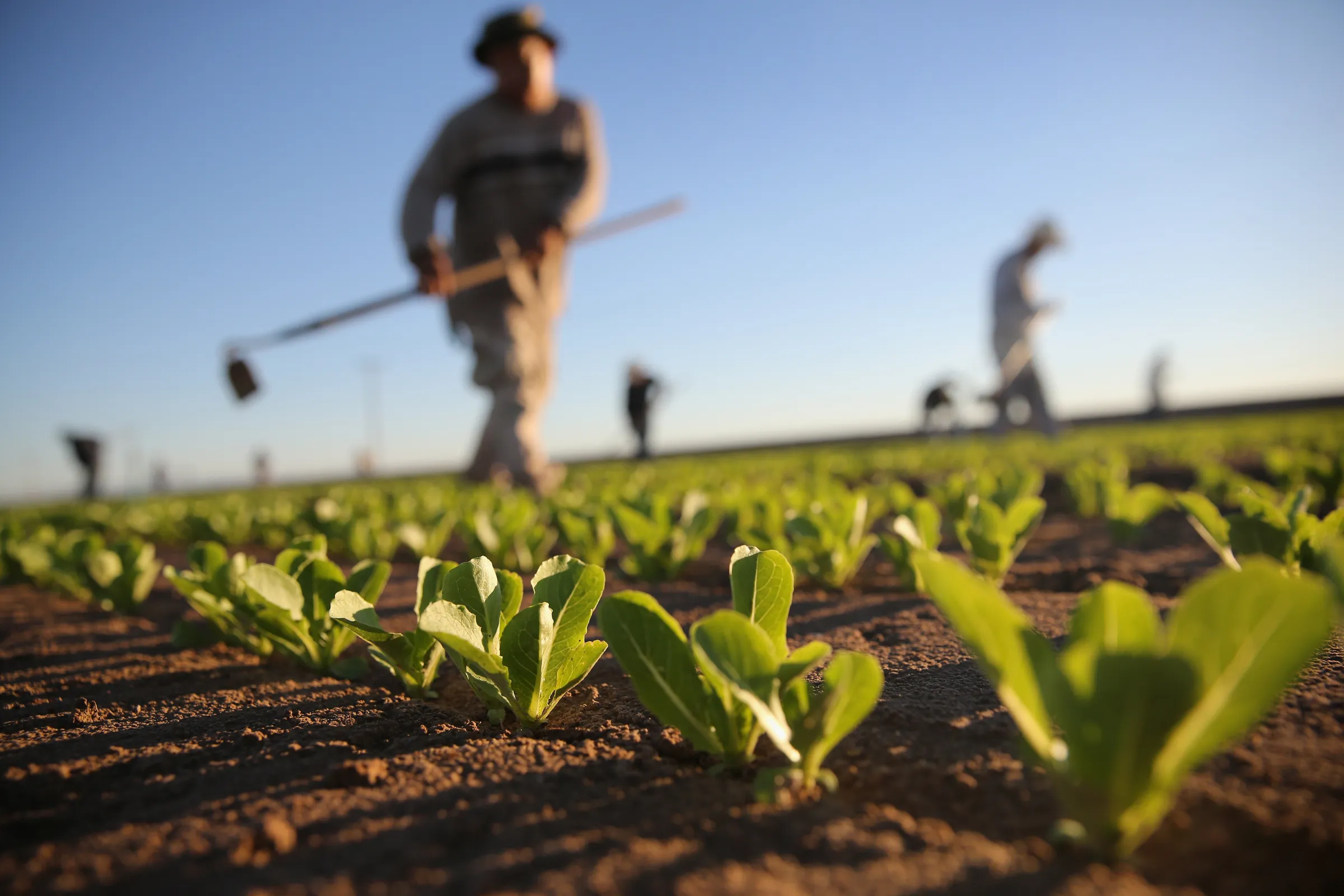 Avocados fresh vegetables supply global