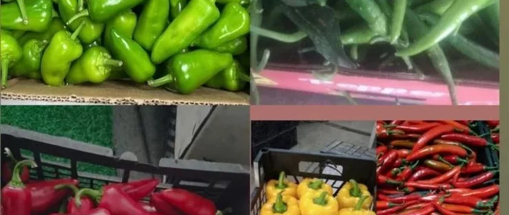 IMG 20250918 WA0020 1