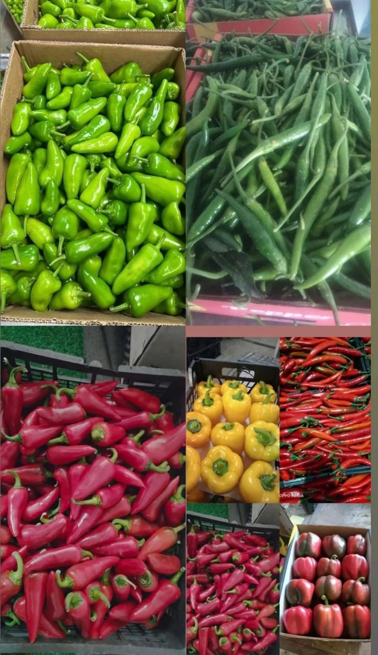 IMG 20250918 WA0020 1