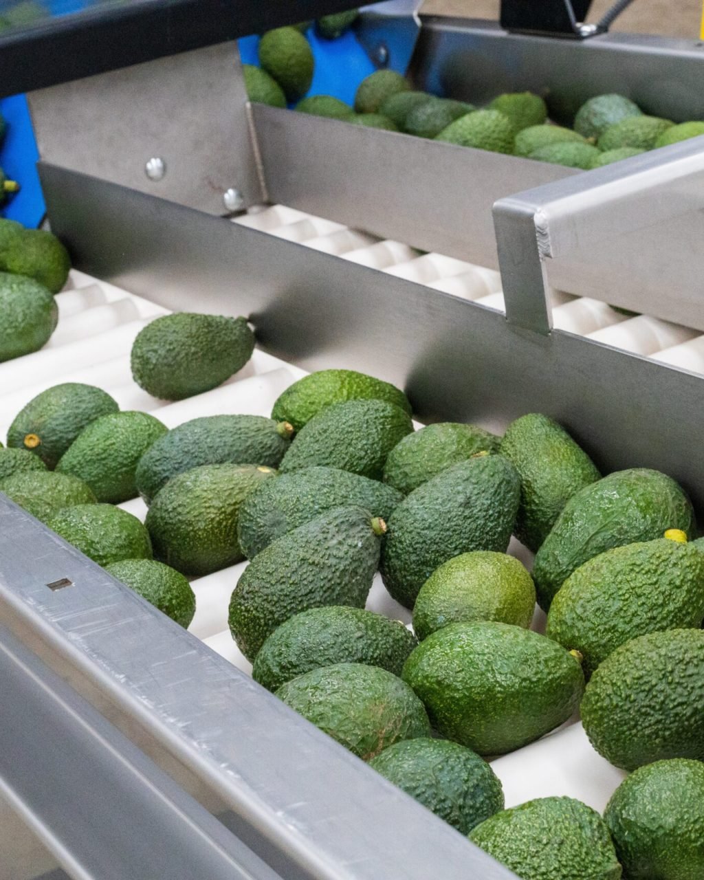 From,Orchard,To,Crate:,Avocado,Packing,Process