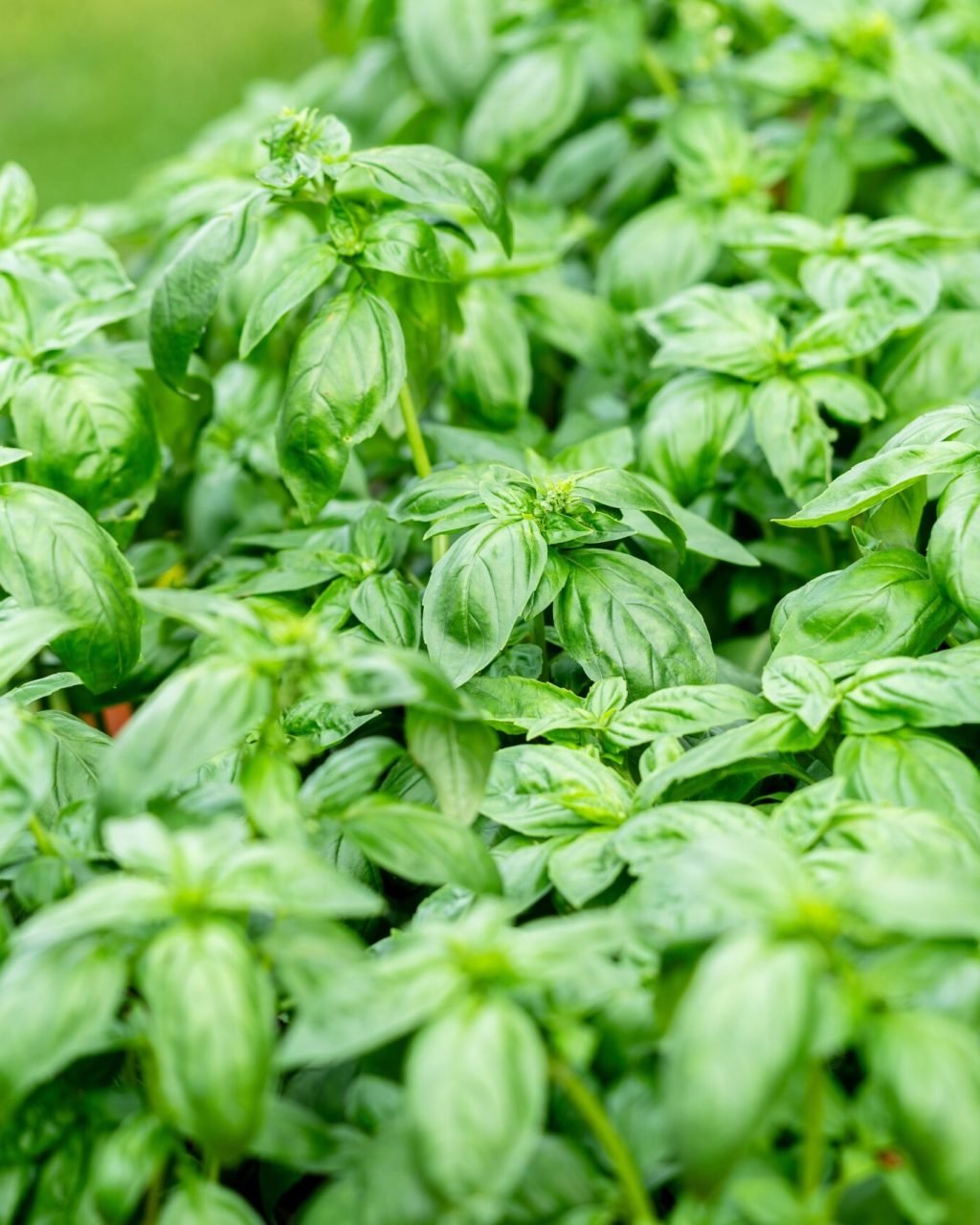 Fresh,Basil.,Green,Basil,Leaves.,Food,Background.,Organic,Basil,Plant.